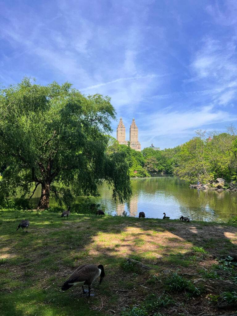Lire la suite à propos de l’article Bienvenue à Central Park : Un havre de paix et de découvertes au cœur de New York