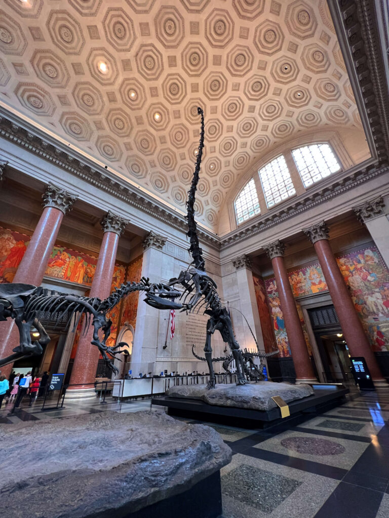 Lire la suite à propos de l’article Explorez le Musée d’Histoire Naturelle de New York : Un Trésor Inestimable