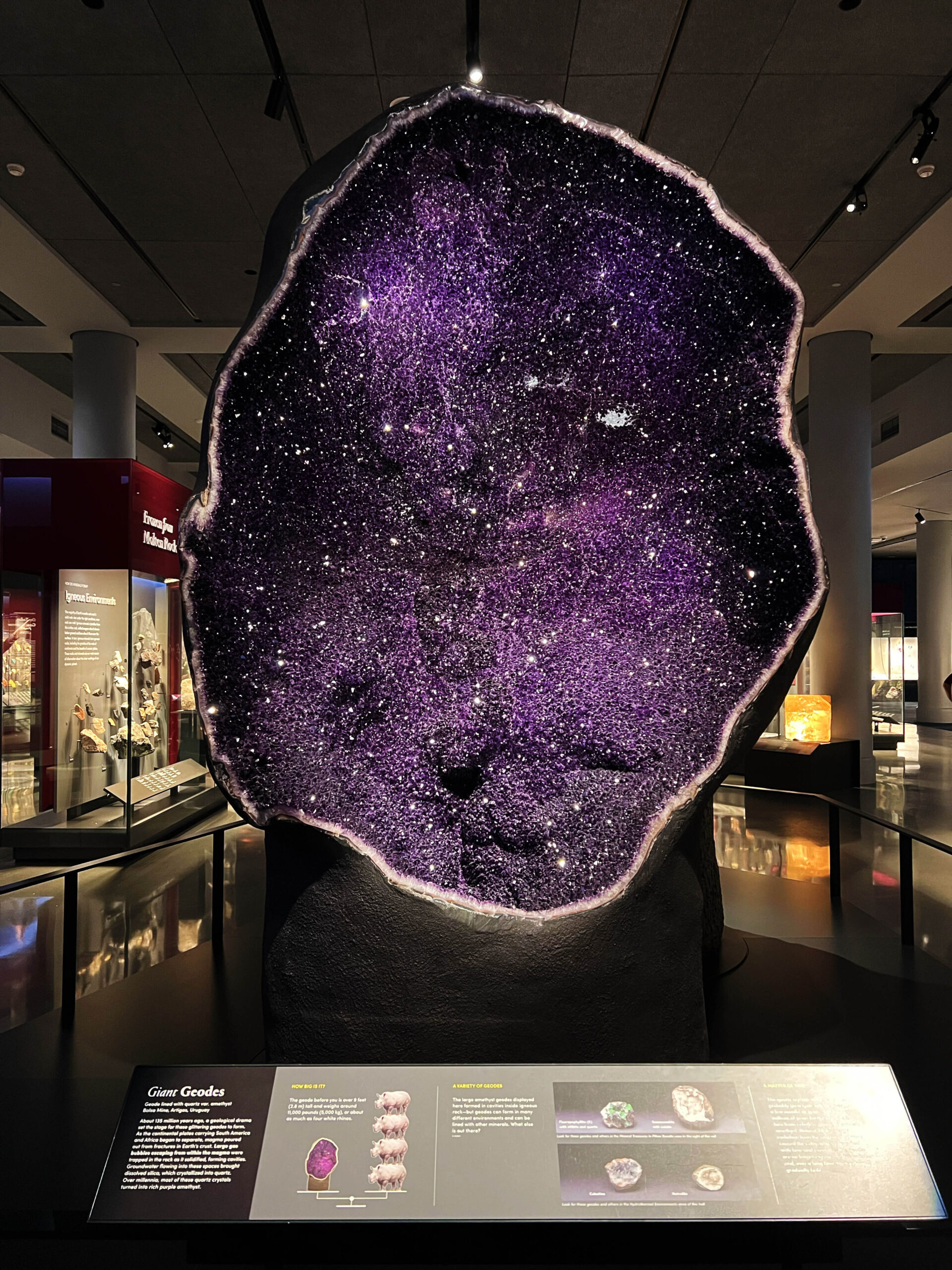 MUSEE HISTOIRE NATURELLE - NEW YORK