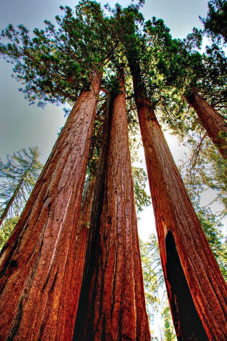 Lire la suite à propos de l’article Sequoia Park aux USA : Explorez la Forêt des Géants et Plongez dans la Nature Sauvage